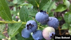 Wild blueberries await harvesting in Fairfax, Virginia, July 10, 2019. (Photo by Diaa Bekheet). The EPA is rejecting legal challenges by environmental groups seeking a ban of a pesticide linked to brain damage in children. 