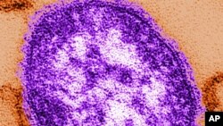 ဝက်သက်ရောဂါ ပျံ့နံှ့မှု