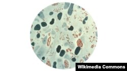 Mycobacterium leprae, bakteri penyebab penyakit kusta, menulari sel-sel saraf khusus di lengan dan kaki yang melindungi sinyal listrik dari otak yang dikenal sebagai sel-sel Schwann (foto: dok). 