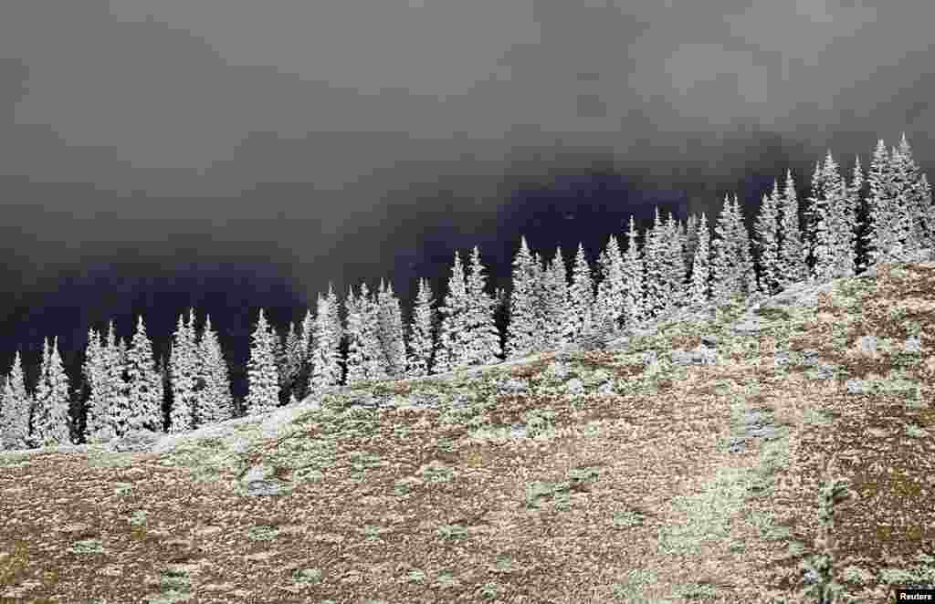 Frost-covered trees are seen in a mountain outside Almaty, Kazakhstan.