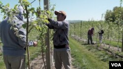 Farm workers prune apple trees in Pennsylvania's Adams County. (M. Kornely/VOA)