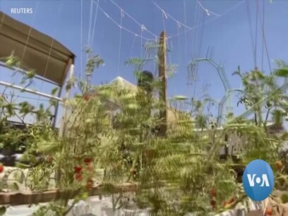 Syrian Refugees Learn Urban Farming
