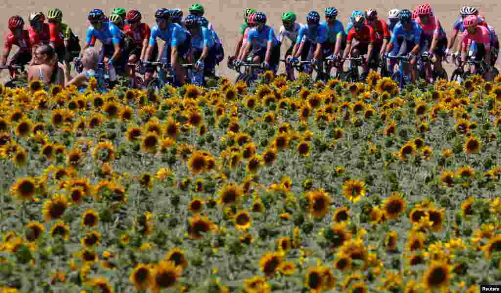 The peloton rides past a sunflower field during the 213.5-km stage 4 of the Tour de France cycling race between Reims and Nancy, France.