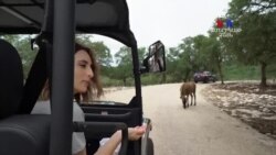 ԲԱՐԻ ԼՈՒՅՍ. Արամ Ավետիսյանը՝ կենդանական աշխարհի մասին