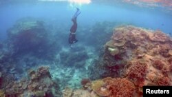 FILE - Oliver Lanyon, Senior Ranger in the Great Barrier Reef region for the Queenlsand Parks and Wildlife Service, takes photographs and notes during an inspection of the reef's condition in an area called the 'Coral Gardens' located at Lady Elliot Island, Queensland, Australia.