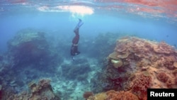 ARSIP – Oliver Lanyon, Jagawana Senior di kawasan the Great Barrier Reef untuk Queensland Parks and Wildlife Service, mengambil foto dan mencatat selama pemeriksaan kondisi terumbu karang di kawasan yang disebut ‘Coral Gardens’ yang berlokasi di Lady Elliot Island dan 80 kilometer timur laut kota Bundaberg, Queensland, Australia, tanggal 11 Juni 2015 (foto: REUTERS/David Gray/Foto Arsip).