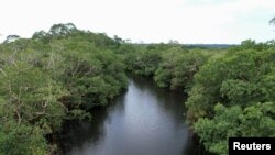 FILE PHOTO: Gabon is home to the world's tallest mangrove trees