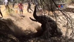 SHORT VIDEO: Փղի փրկությունը