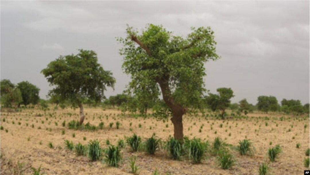 Crops grow better when planted near trees.