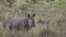 A White Rhino walks through scrub in the dusk light in Pilanesberg National Park in South Africa's North West Province, April 19, 2012.