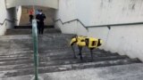 Pro Kontra Penggunaan Anjing Robotik oleh Kepolisian