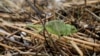 A chameleon is seen on washed-up river cane on a beach along the shore of the Mediterranean Sea as heavy rainfalls hit Israel, in Ashdod, Israel January 9, 2020.