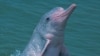 As Numbers Dwindle, Rare Dolphin Fights for Survival