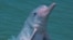 As Numbers Dwindle, Rare Dolphin Fights for Survival