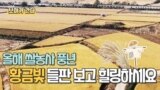 [보아가 간다] 한국 막바지 추수 한창- 올해 쌀 농사는 풍년