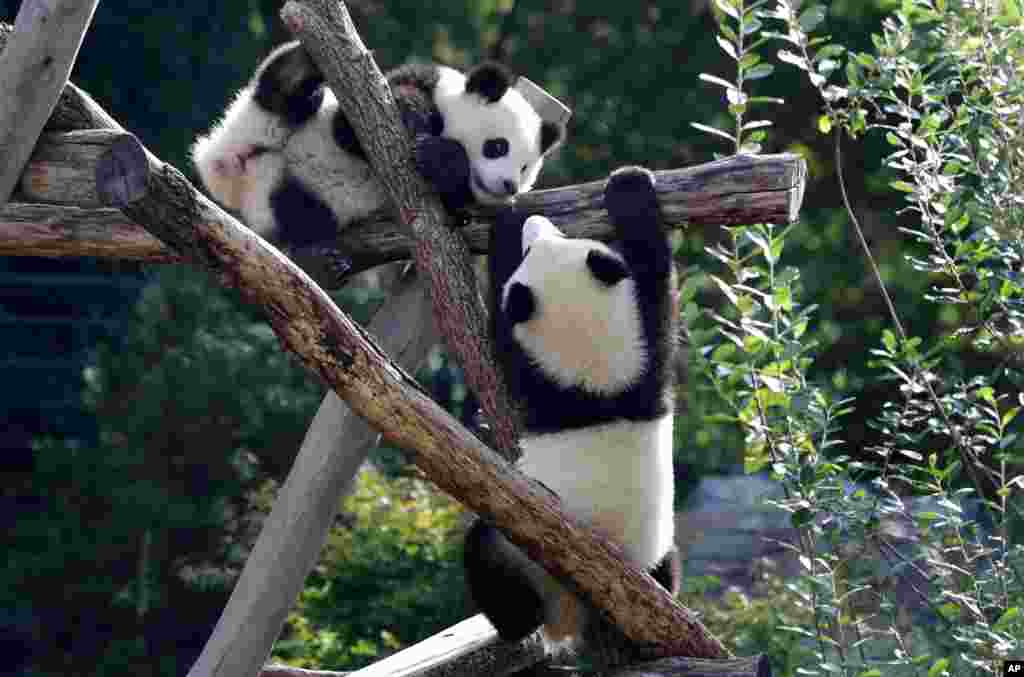 Panda bear cubs Meng Xiang (nickname Piet), right, and Meng Yuan (nickname Paule), left, play in their enclosure on their first birthday in Berlin, Germany.