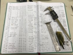 Ledgers of body sizes, measuring tools and a Tennessee Warbler belonging to Field Museum scientist Dave Willard, who measured 70,716 specimens of migratory birds over four decades, are in this photo released Dec. 4, 2019.