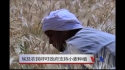埃及农民呼吁政府支持小麦种植
