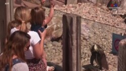 Լոնդոնի կենդանաբանական այգին վերաբացվել է այցելուների համար