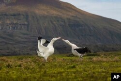 This undated photo shows two wandering albatrosses on Marion Island, part of the Prince Edwards Islands, a South African territory in the southern Indian Ocean near Antarctica. (Anton Wolfaardt via AP)