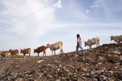 FILE - A Fulani herder leads his cattle to the landfill next to the internally displaced persons camp in Faladie, Mali, where nearly 800 IDPs have found refuge after fleeing intercommunal violence, on May 14, 2019.