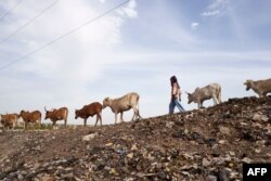 FILE - A Fulani herder leads his cattle to the landfill next to the internally displaced persons camp in Faladie, Mali, where nearly 800 IDPs have found refuge after fleeing intercommunal violence, on May 14, 2019.