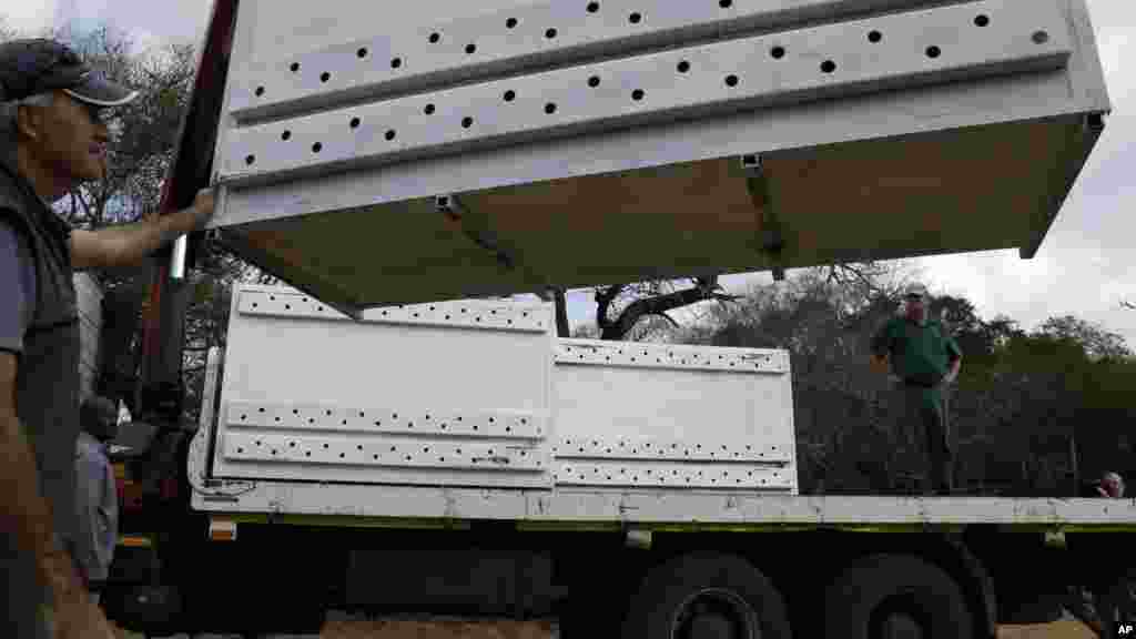 African Parks officials supervise as travel containers carrying sedated lions, are loaded onto a truck in Phinda Private Game Reserve, South Africa, Monday, June 29, 2015, The five female and two male lions are unwitting passengers about to embark on a 30-hour, 2,500-mile (4,000-kilometer) journey by truck and plane from South Africa to Akagera National Park in Rwanda, whose lion population was wiped out following the country’s 1994 genocide.