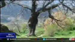 Shqetësimi për gjendjen e pyjeve në Shqipëri