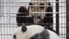 FILE - Giant pandas male Hua Bao, named Pyry, and female Jin Bao Bao, named Lumi, play during the opening day of Ahtari Zoo Snowpanda Resort in Ahtari, Finland, Feb. 17 , 2018. (Lehtikuva/Roni Rekomaa via Reuters) 