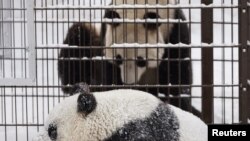 FILE - Giant pandas male Hua Bao, named Pyry, and female Jin Bao Bao, named Lumi, play during the opening day of Ahtari Zoo Snowpanda Resort in Ahtari, Finland, Feb. 17 , 2018. (Lehtikuva/Roni Rekomaa via Reuters) 