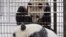FILE - Giant pandas male Hua Bao, named Pyry, and female Jin Bao Bao, named Lumi, play during the opening day of Ahtari Zoo Snowpanda Resort in Ahtari, Finland, Feb. 17 , 2018. (Lehtikuva/Roni Rekomaa via Reuters) 