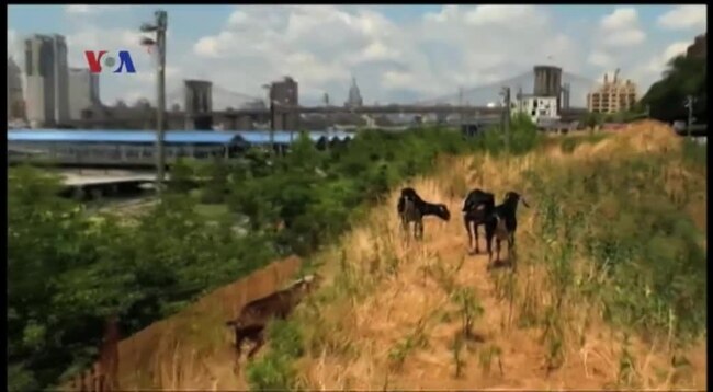 Kambing Jadi Pembersih Taman yang Ramah Lingkungan