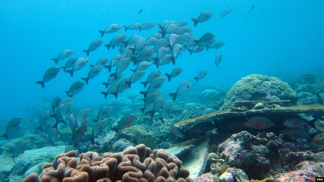 Keragaman hayati akan berkurang akibat perubahan iklim yang membuat spesies-spesies invasif berpindah wilayah geografis (Credit: Nick Graham).