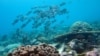 Biodiversity will decrease in the world’s oceans as climate changes allows invasive species move into new geographic regions. (Credit: Nick Graham)