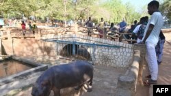 Les visiteurs regardent un hippopotame au Musée national du Niger (MNN) ou au Musée Boubou Hama, qui est également un zoo, à Niamey, Niger, le 29 décembre 2020.