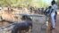 Les visiteurs regardent un hippopotame au Musée national du Niger (MNN) ou au Musée Boubou Hama, qui est également un zoo, à Niamey, Niger, le 29 décembre 2020.