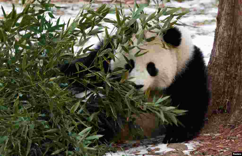 Giant panda Qing Bao sits by bamboo during his public debut at the Smithsonian&#39;s National Zoo in Washington.