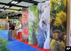 FILE - Conference attendees walk by a display of elephants and other wildlife at The International Union for Conservation of Nature World Conservation Congress on Friday, Sept. 9, 2016, in Honolulu.