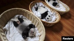 2015年8月21日中国四川雅安大熊猫繁育中心篮子里的熊猫幼仔