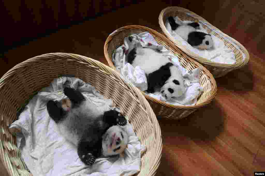 Giant panda cubs are seen inside baskets during their debut appearance to visitors at a breeding center in Ya&#39;an, Sichuan province, China. A total of 10 cubs that were born in the center this year, aging from one week to two months, met visitors for the first time.