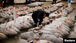 A wholesaler checks the quality of frozen tuna displayed at the Tsukiji fish market before the New Year's auction in Tokyo, Japan.