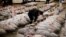 A wholesaler checks the quality of frozen tuna displayed at the Tsukiji fish market before the New Year's auction in Tokyo, Japan.