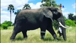 ԲԱՐԻ ԼՈՒՅՍ. Արամ Ավետիսյան