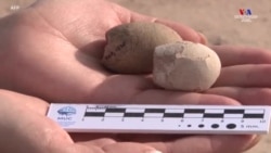 Արգենտինայում հնեաբանները հայտնաբերել են դինոզավրերի դարաշրջանի թռչունների բներ և առնվազն 160 ձու