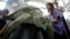 Huge Sea Turtles Slowly Coming Back From Brink of Extinction