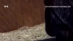 Гориллы в вашингтонском зоопарке