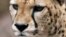 A cheetah cub rests inside its cage at the Kenya Wildlife Service (KWS) headquarters in Nairobi, November 2, 2009. 