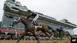 Oxbow, ridden by jockey Gary Stevens, wins the 138th Preakness Stakes horse race at Pimlico Race Course, May 18, 2013, in Baltimore. 