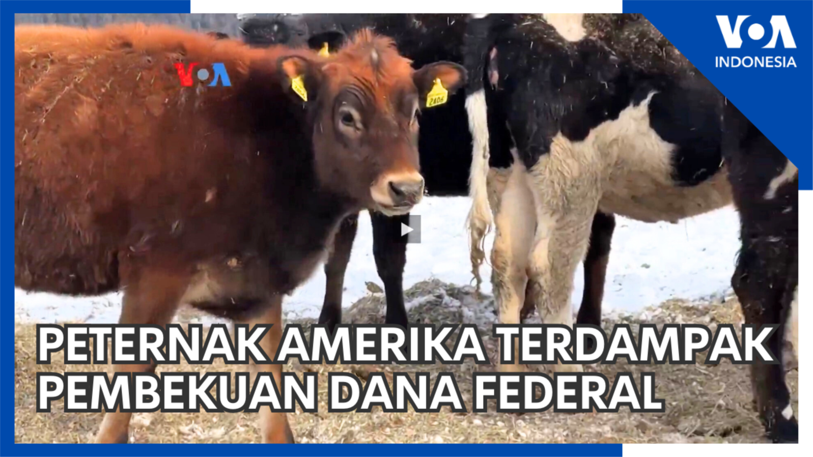 Peternak Amerika Terdampak Pembekuan Dana Federal 