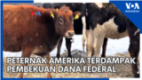 Peternak Amerika Terdampak Pembekuan Dana Federal 